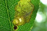 Leucoptera laburnella