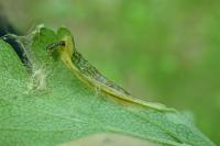 Phyllonorycter oxyacanthae