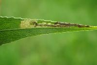 Stigmella