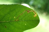 Stigmella salicis