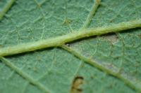 Stigmella salicis
