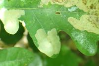 Tischeria ekebladella