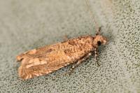 Pelochrista caecimaculana
