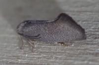 Elachista pigerella