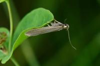 Acompsia cinerella