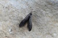 Coleophora coracipennella