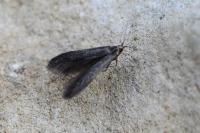 Coleophora coracipennella