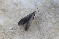 Coleophora coracipennella