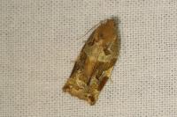 Archips xylosteana