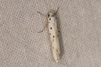 Ethmia terminella
