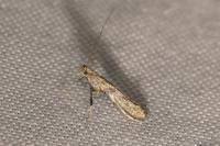Caloptilia cuculipennella