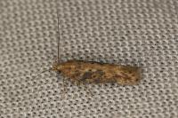 Scrobipalpa