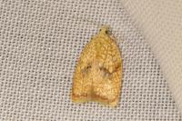 Acleris forsskaleana