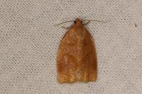 Archips rosana