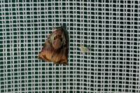 Archips podana