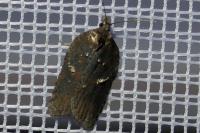 Acleris hastiana/cristana