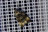 Endothenia gr. gentianaeana