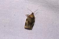 Choristoneura hebenstreitella