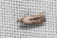 Epermenia aequidentella