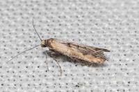 Epermenia aequidentella