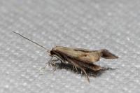 Elachista contaminatella