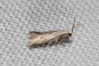 Elachista contaminatella