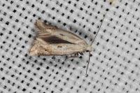 Elachista contaminatella