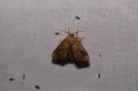 Apoda limacodes