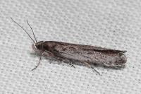 Neofaculta ericetella