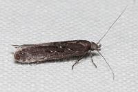 Neofaculta ericetella