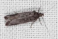 Neofaculta ericetella