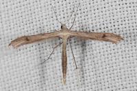 Stenoptilia arida