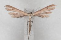 Stenoptilia arida
