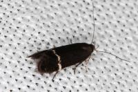Aproaerema suecicella