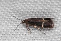 Aproaerema suecicella