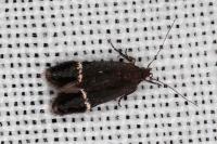 Aproaerema suecicella