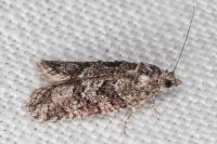 Cnephasia cupressivorana