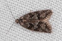 Cnephasia cupressivorana