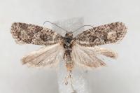 Cnephasia cupressivorana