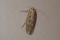 Platyedra subcinerea