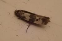 Enolmis acanthella