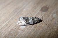 Orthotaenia undulana