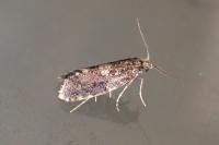 Diplodoma laichartingella