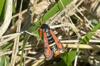 Pyropteron chrysidiforme