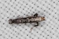 Parornix torquillella