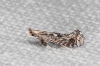 Parornix torquillella