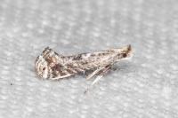Parornix torquillella