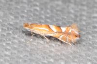 Phyllonorycter belotella