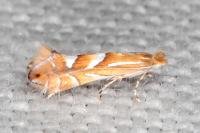 Phyllonorycter belotella