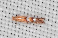 Phyllonorycter belotella